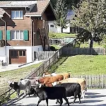 Attraktive 4,5-zimmerwohnung In Ruschein Apartman *